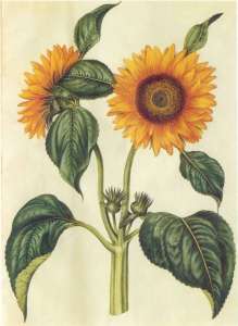 Sunflower, botany drawing